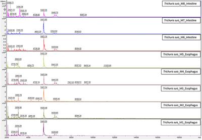 The Use of MALDI-TOF MS as a Diagnostic Tool for Adult Trichuris Species